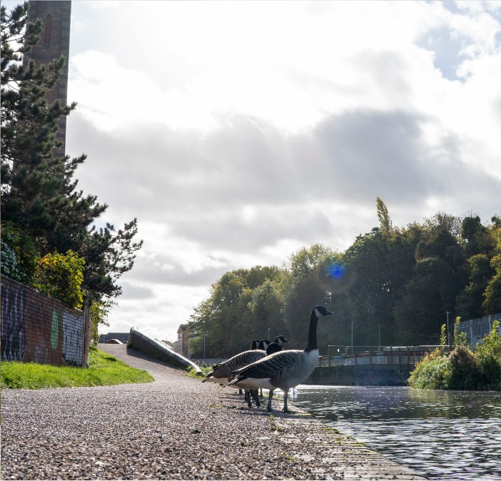Canal in Kidderminster with geese stood next to it